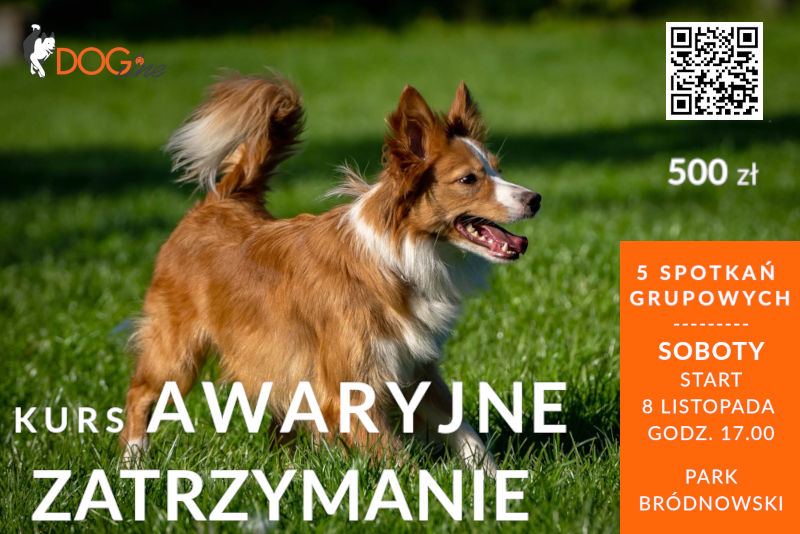 Szkolenie psów Warszawa - DOG Line