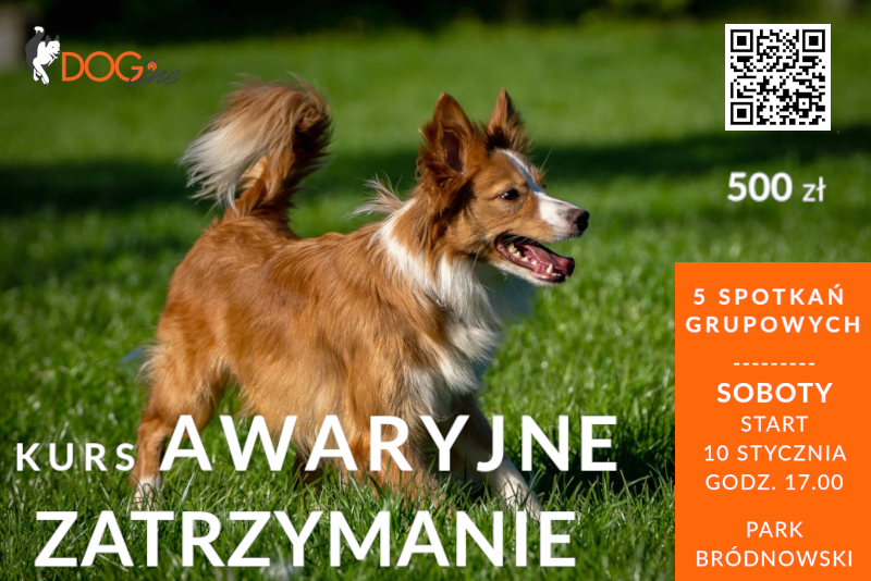 Szkolenie psów Warszawa - DOG Line