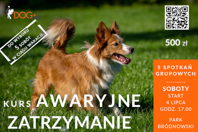 Szkolenie psów Warszawa - DOG Line