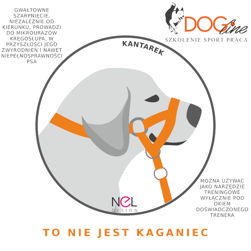 Szkolenie psów Warszawa - DOG Line